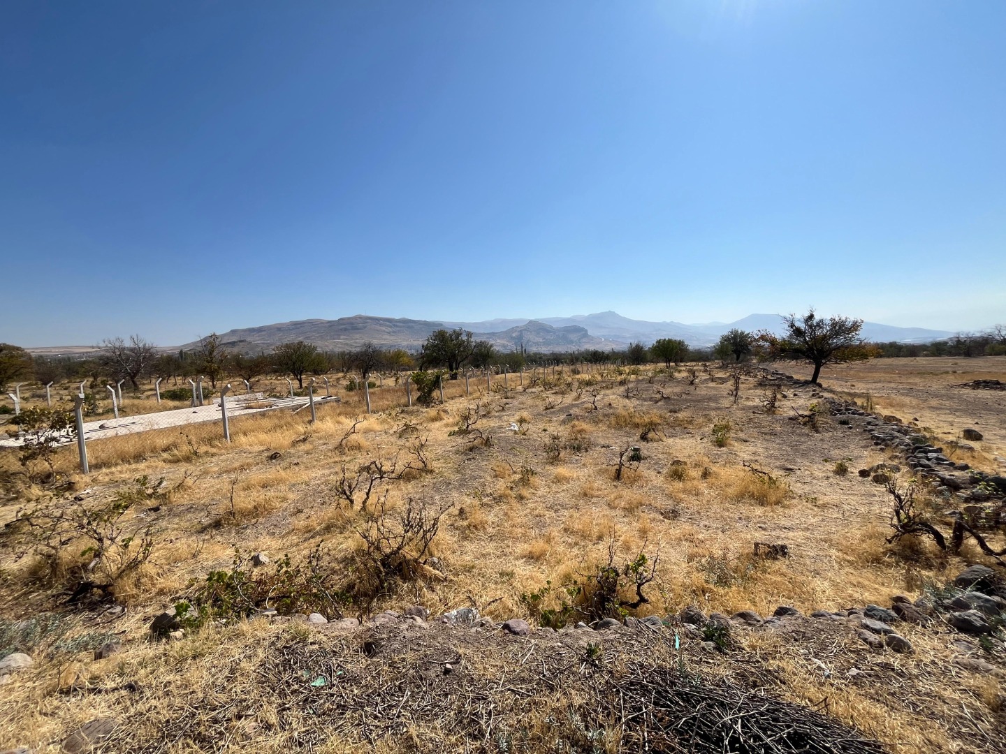 KAYSERİ DEVELİ CAMİCEDİT MAHALLESİ ÇAKILARASI MEVKİİNDE SATILIK BAĞ YERİ